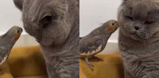 Pappagallo tira i baffi al gatto video