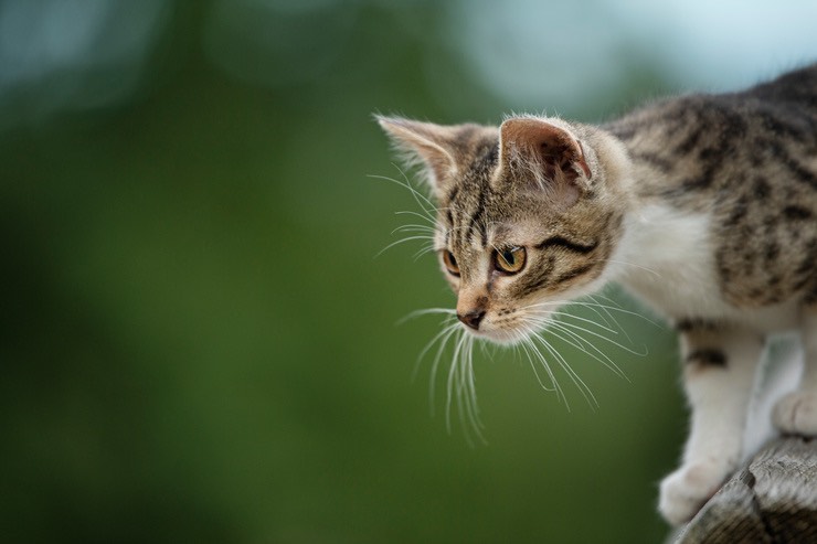 Gatto: perché si dice che ha 9 vite?