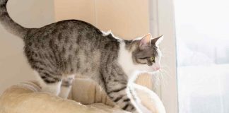 Gatto massaggio cane cieco
