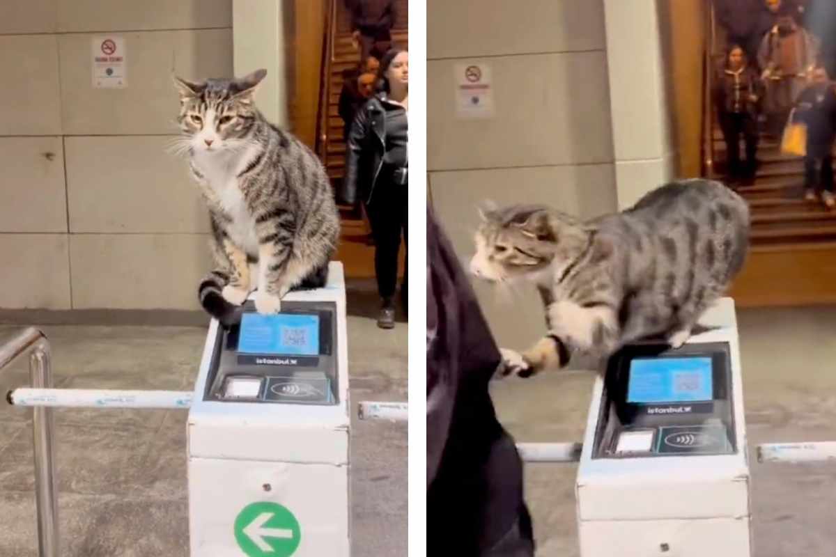 El gato “Matón” causa pánico en la entrada del metro: el video se vuelve viral
