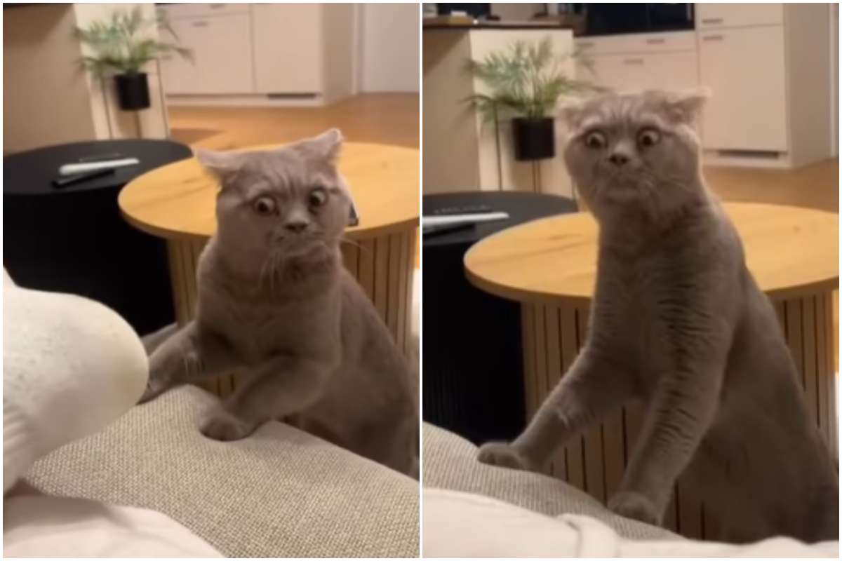gatto annusa calzino video divertente instagram