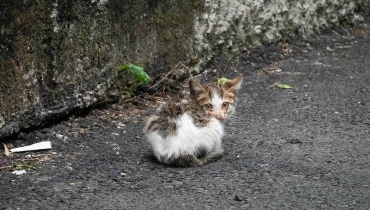 gattina abbandonata sotto l'acqua video