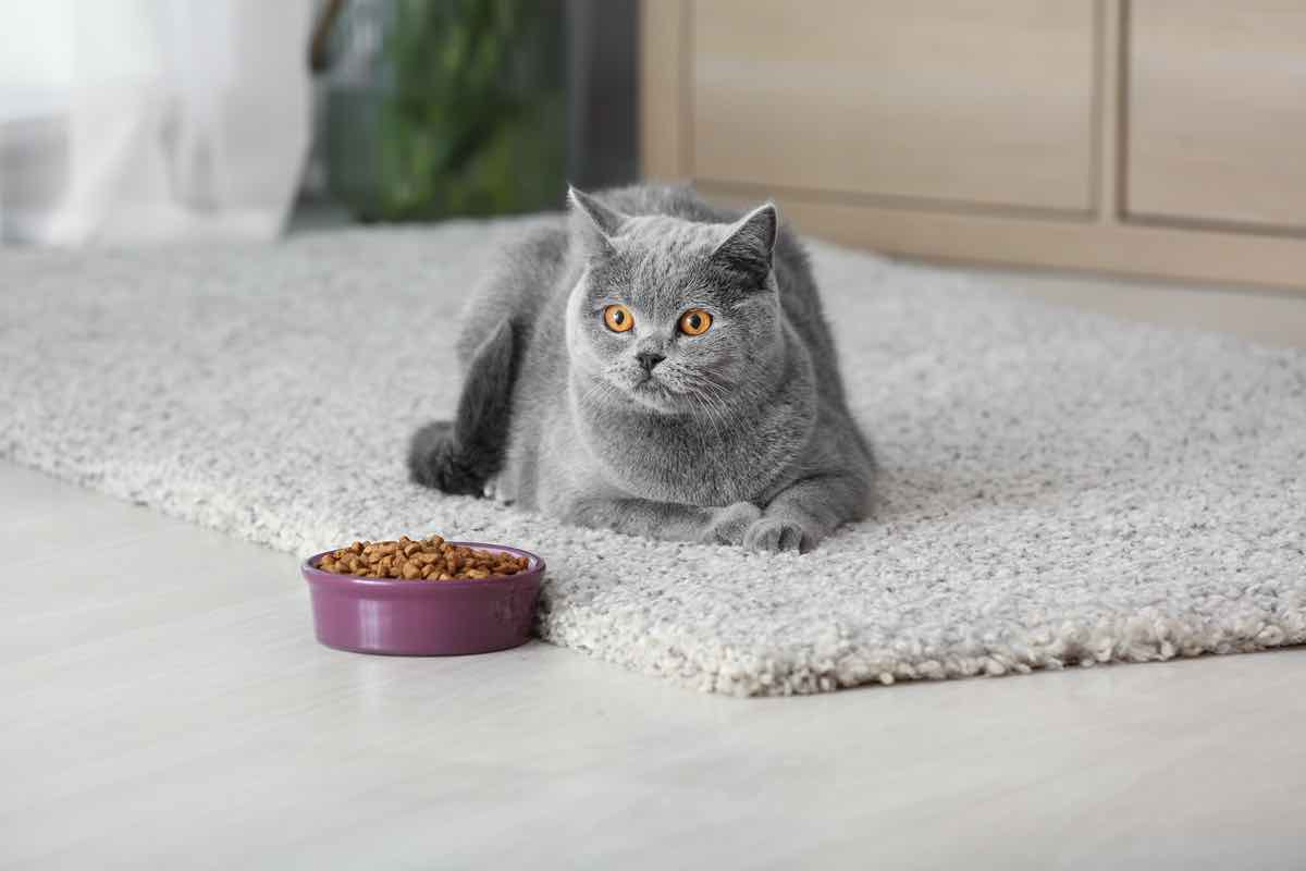 Gatto: perché si rifiuta di mangiare