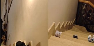 scherzo gatto spaventare video