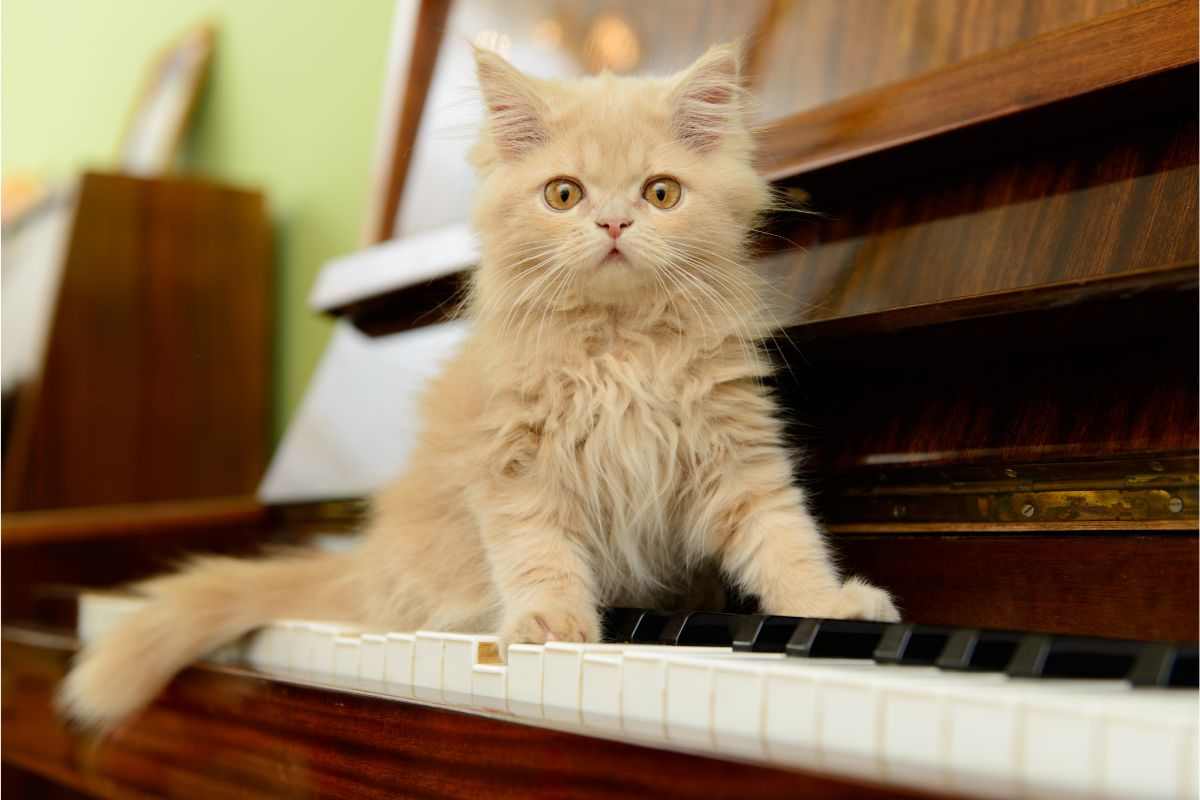 Un nuovo Mozart? No, è un gattino che ha la passione per il pianoforte: che talento!   --- (Fonte immagine: https://www.velvetpets.it/wp-content/uploads/2023/08/gatto-sul-piano-23082023-velvetpets.it_.jpg)