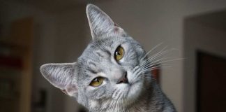 I gatti riconoscono la nostra voce?