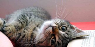Gatti e palle di pelo, come trattarle e prevenirle