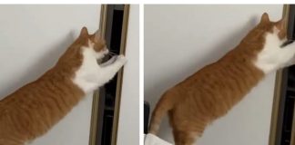 gattino video guardaroba