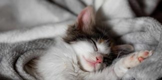 gatti dormono posto come sceglie
