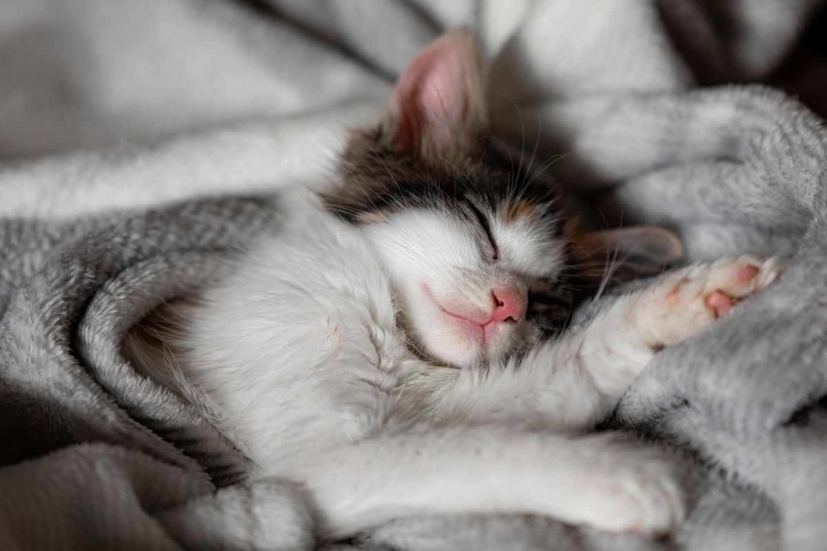 Se i gatti dormono in un posto preferito, la scelta non è casuale: le ragioni che li spingono a decidere 