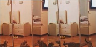 gattino nemici specchio video divertenti instagram