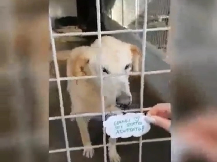 cane trova casa dopo 17 anni in canile