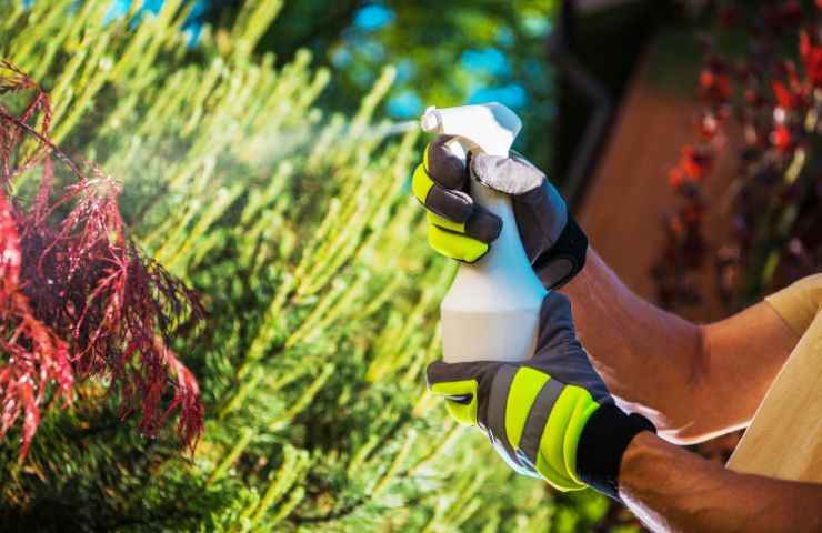 giardino zecche come prevenire le punture sugli animali