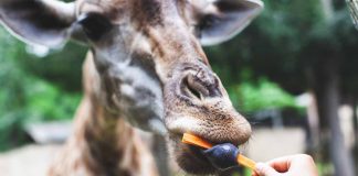 Giraffe: caratteristiche e particolarità della lingua