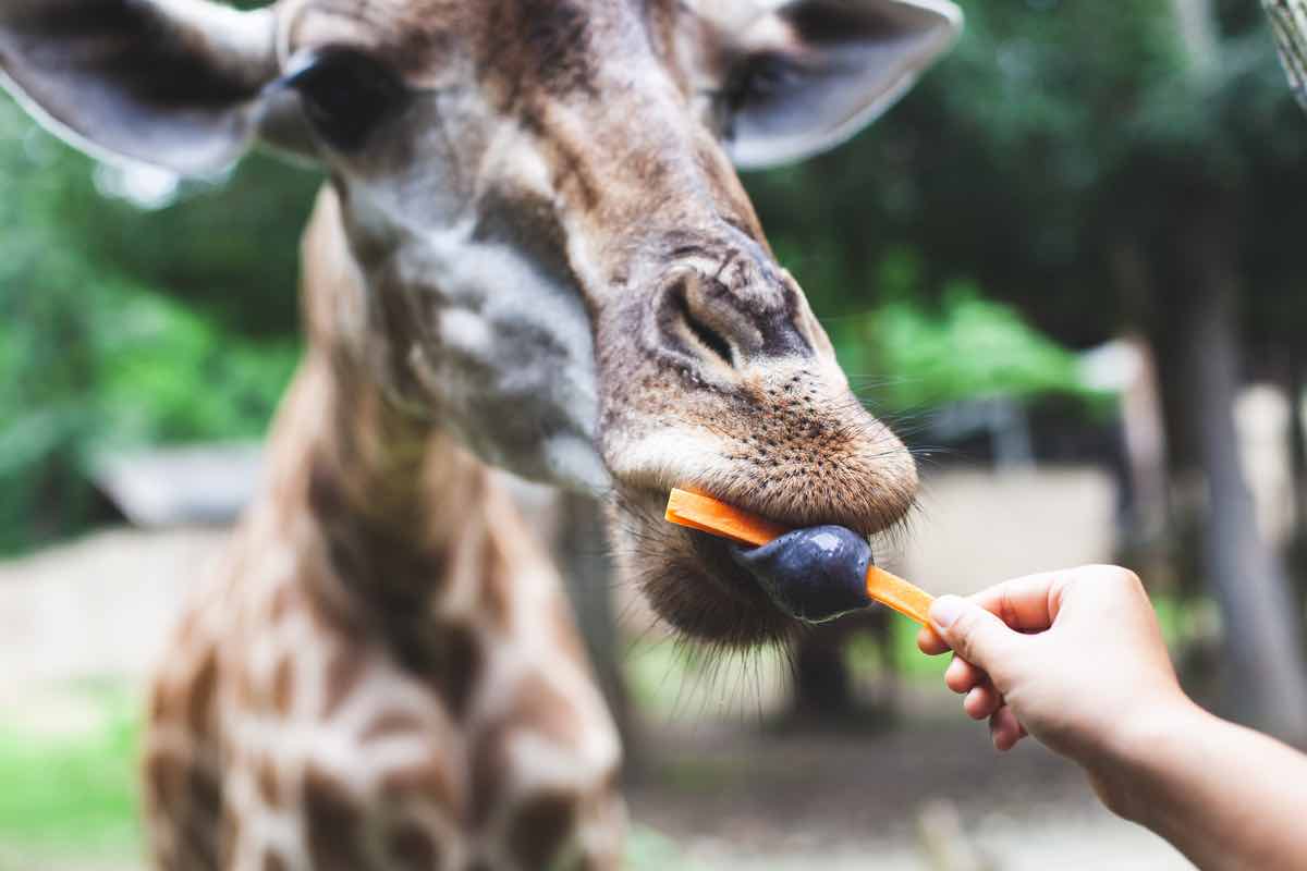 Giraffe: caratteristiche e particolarità della lingua