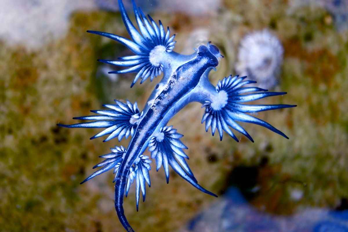 glaucus atlanticus animali strani