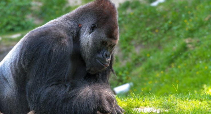 mamma zoo neonato gorilla reazione video
