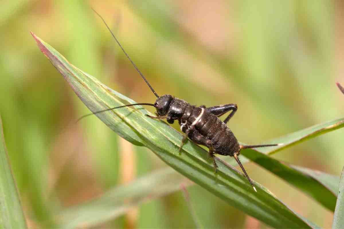 Grilli campestri, cosa fanno questi insetti in estate