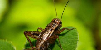 Grilli campestri, cosa fanno questi insetti in estate