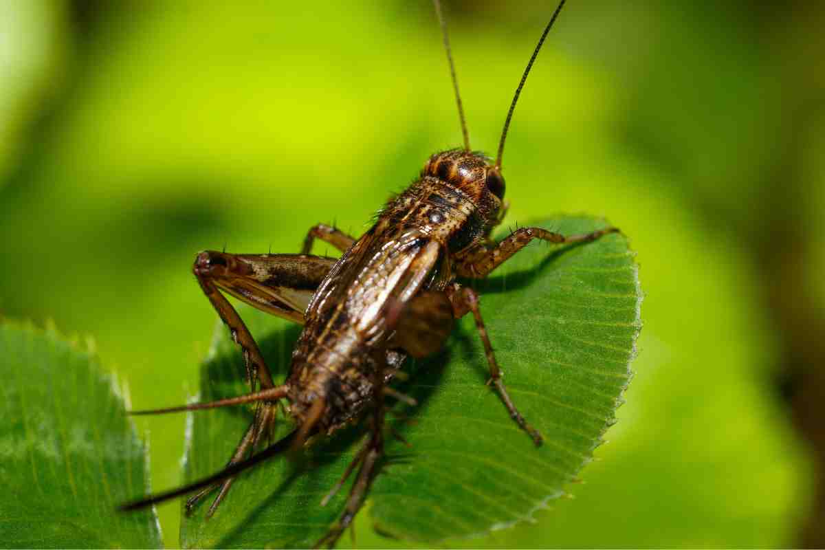 Grilli campestri, cosa fanno questi insetti in estate