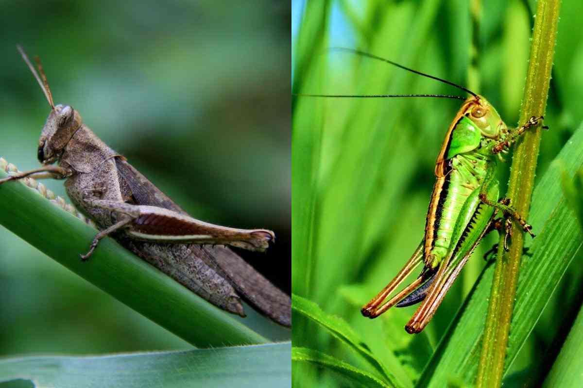 Grillo e cavalletta. quali sono le differenze