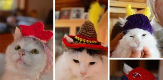 cappelli fatti a mano per animali domestici