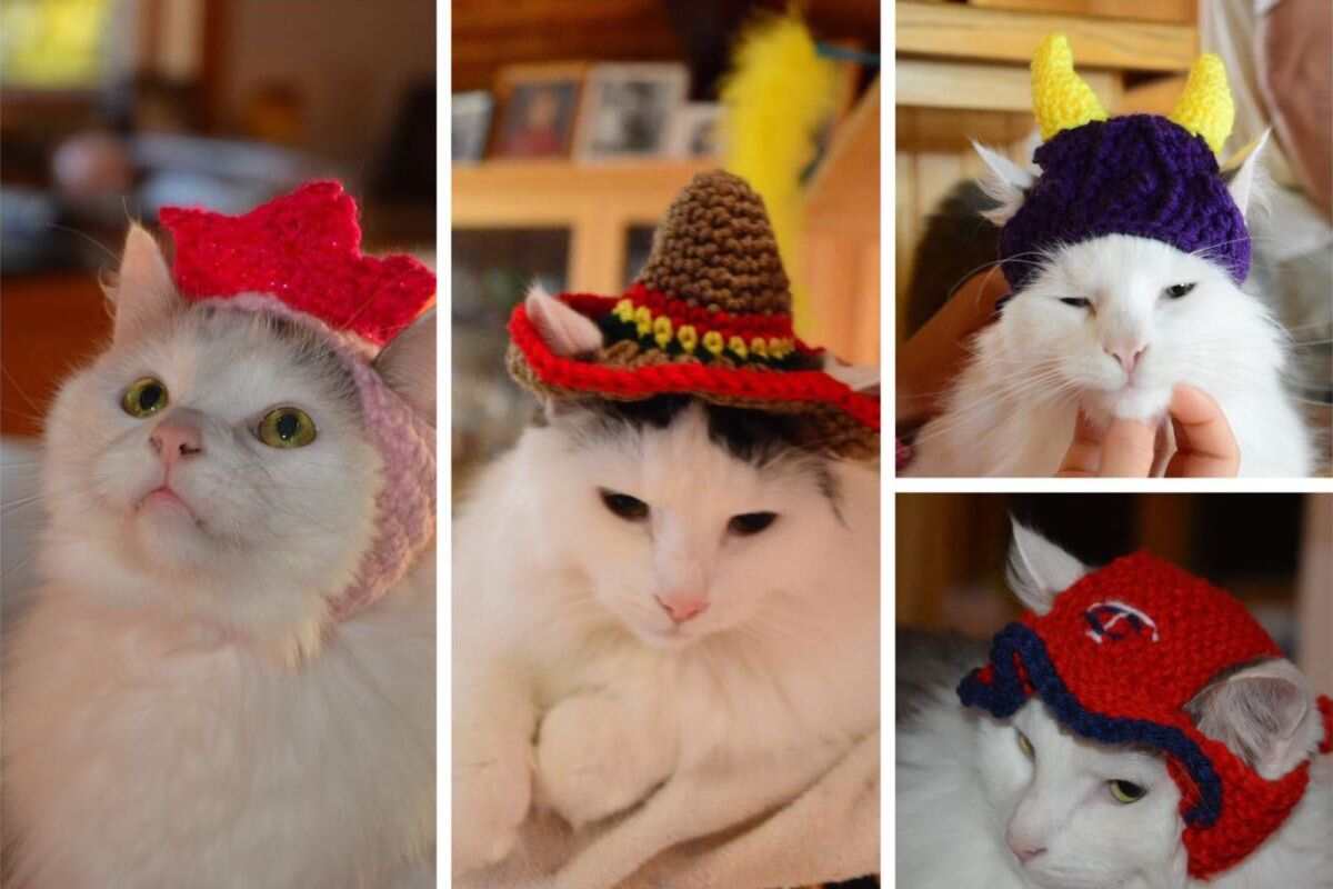 cappelli fatti a mano per animali domestici