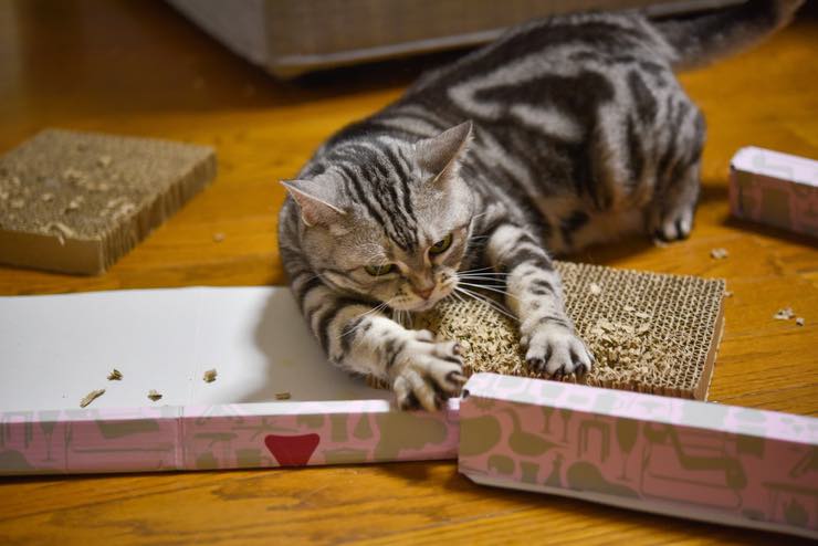 Gatti: come farli smettere di graffiare il divano