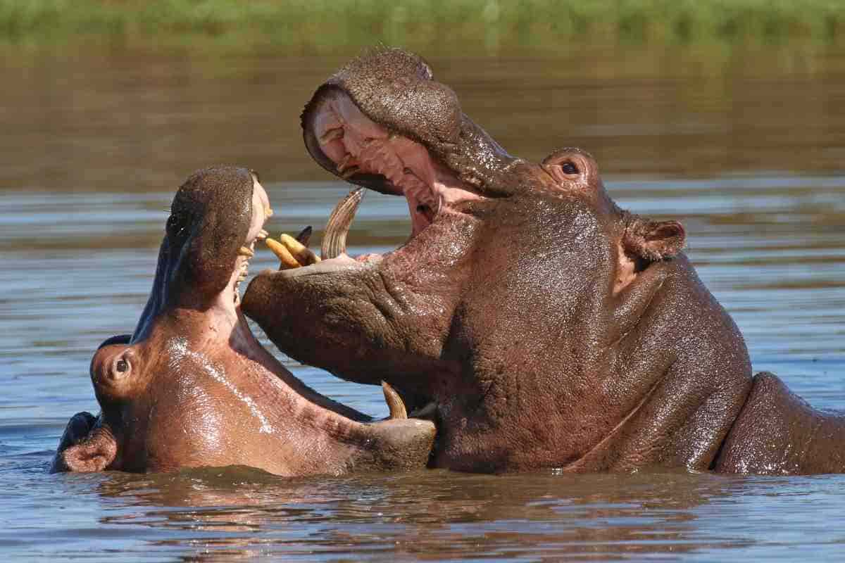 Animali aggressivi Tasso le specie più pericolose