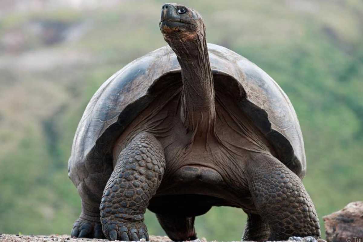 l'animale più vecchio del mondo è una tartaruga di nome jonathan