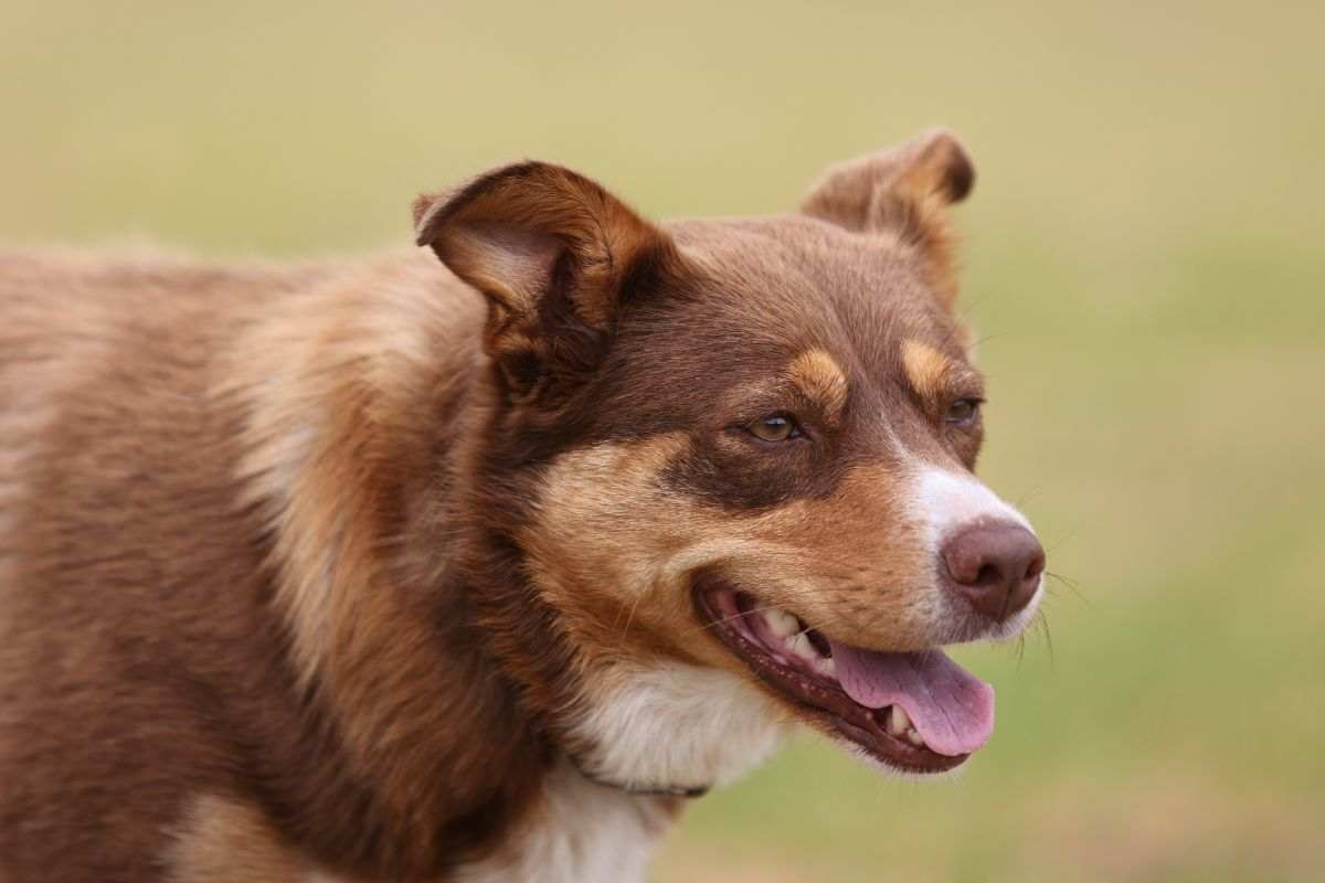 Cane addestrato video impressionante