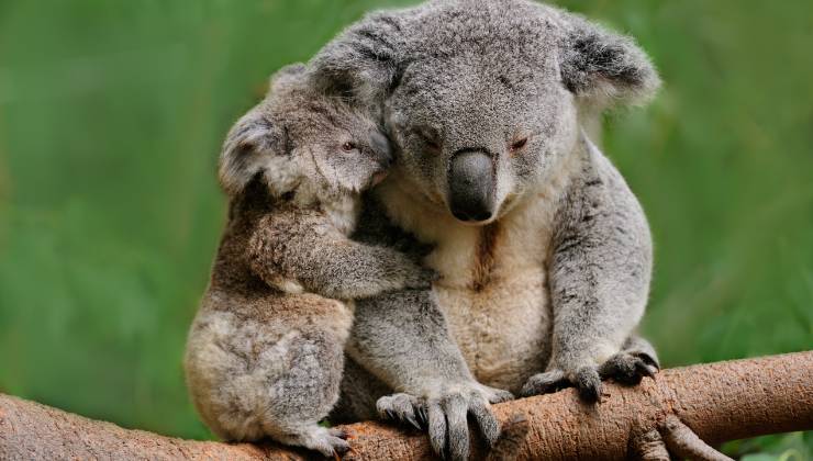 Cucciolo di koala marsupio