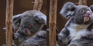 Cucciolo di koala marsupio