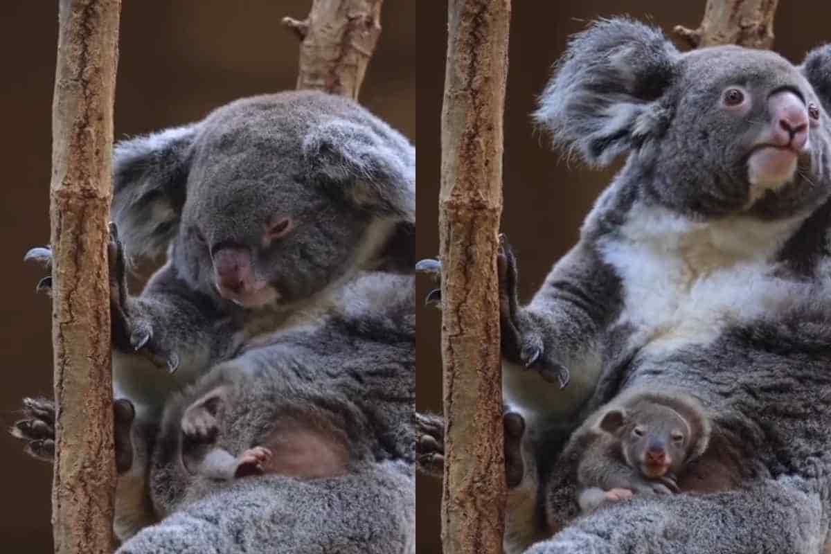 Cucciolo di koala marsupio