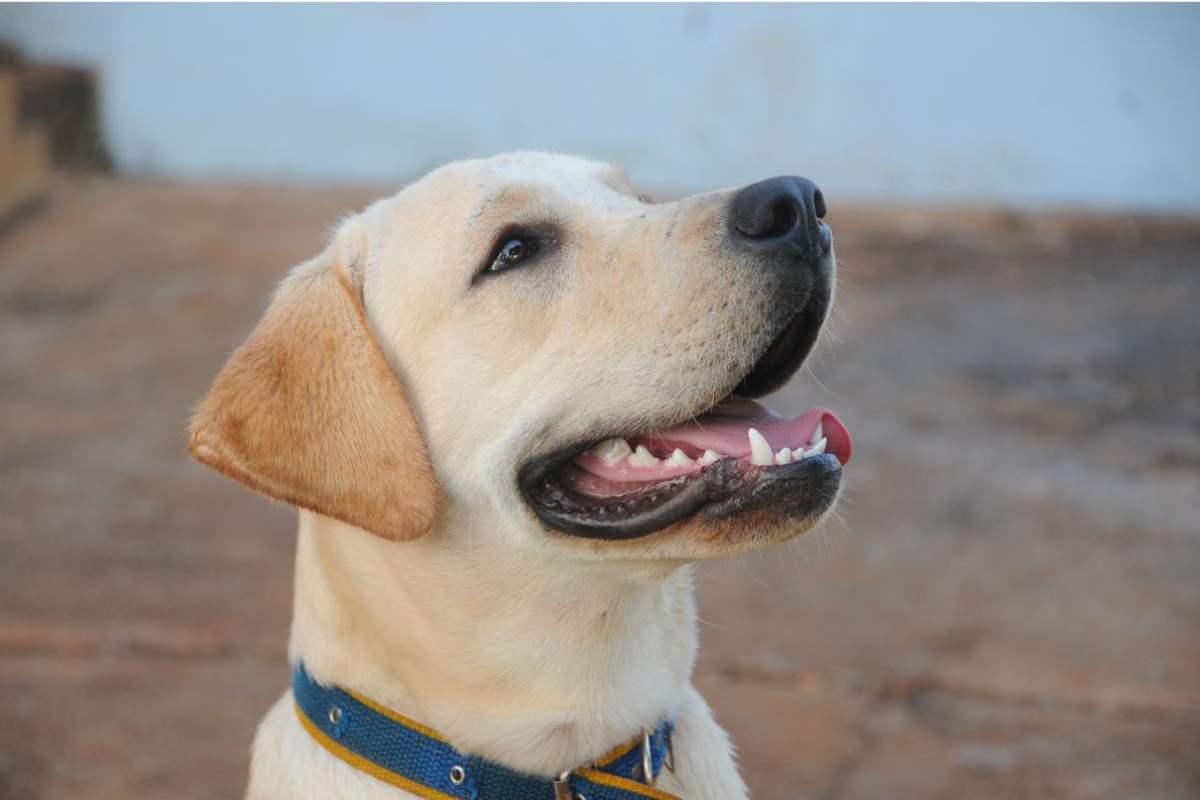 Labrador mostra le sue doti cane video