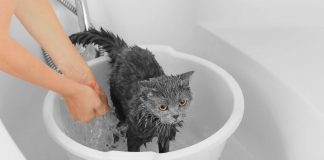 Quando il bagno al gatto diventa necessario