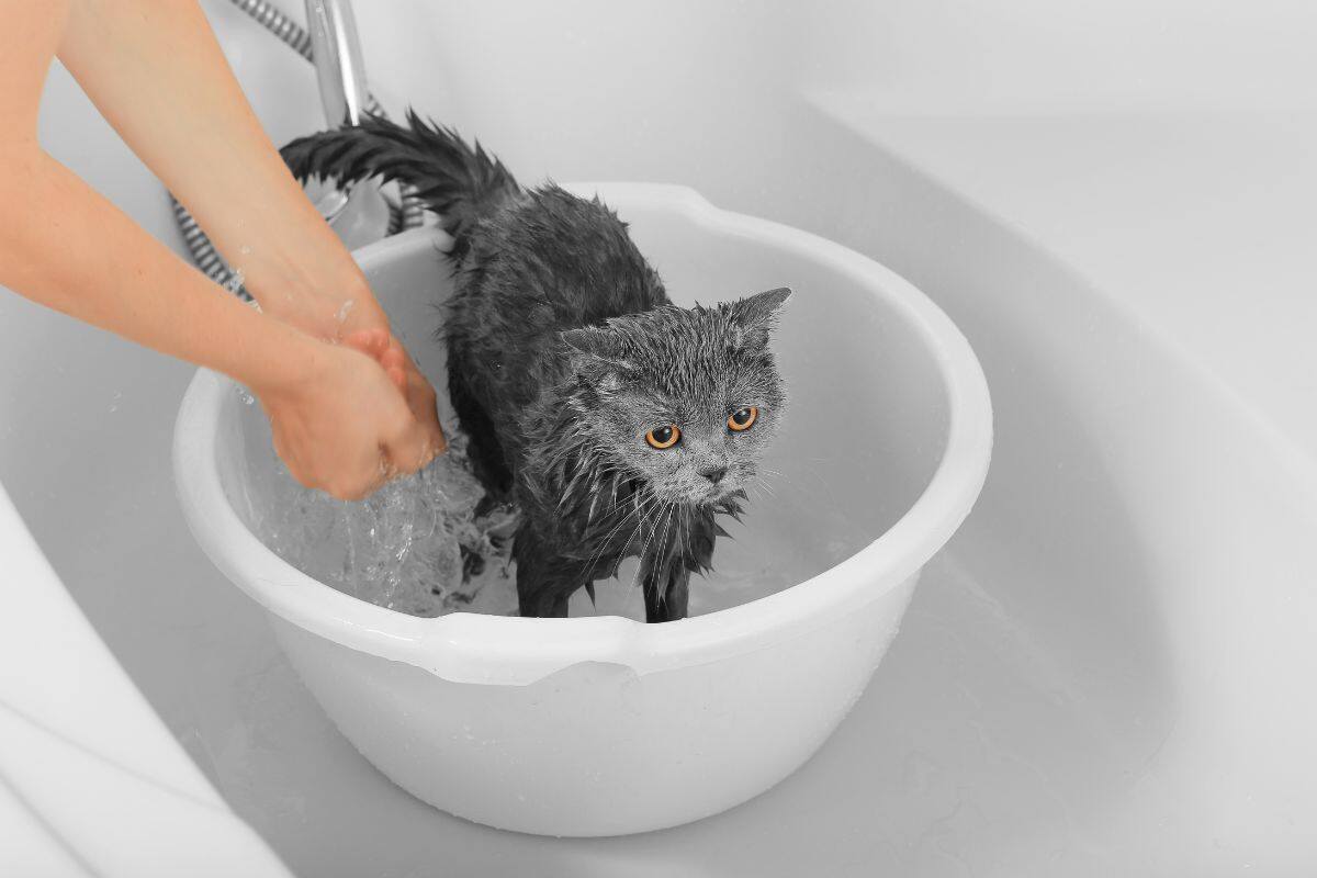 Quando il bagno al gatto diventa necessario