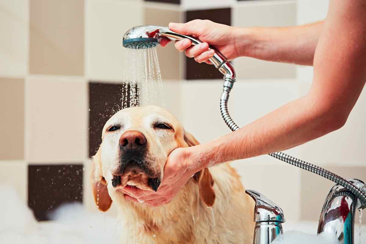 Zampe del cane: perché è importante lavarle