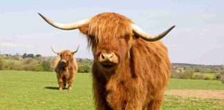 Le mini mucche Highland: cosa sapere, caratteristiche, vantaggi