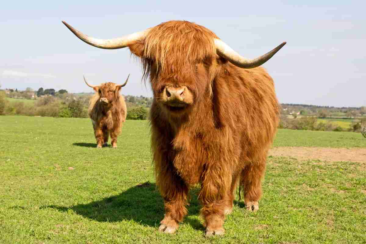 Le mini mucche Highland: cosa sapere, caratteristiche, vantaggi