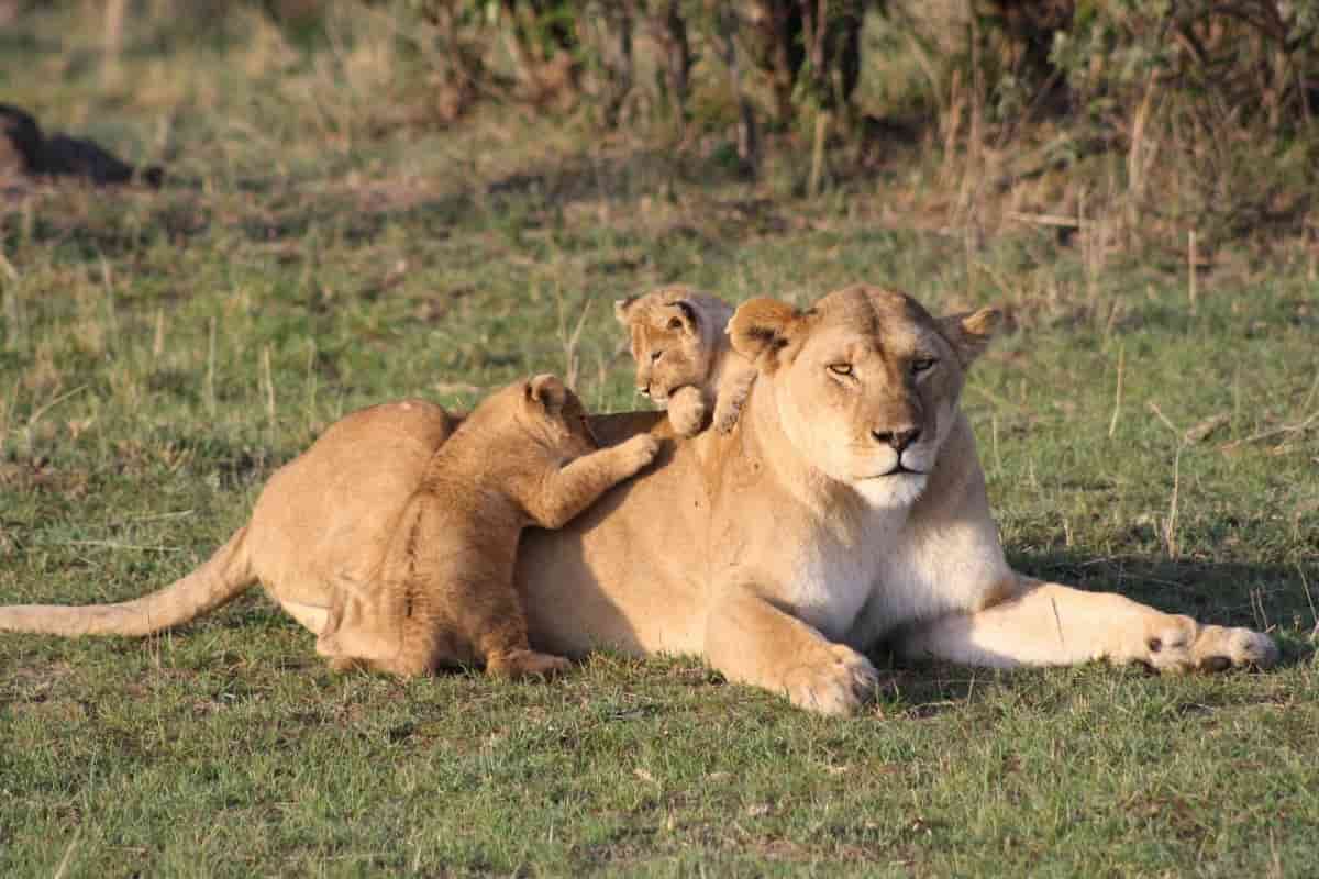 leone attacca cucciolo reazione mamma leonessa video