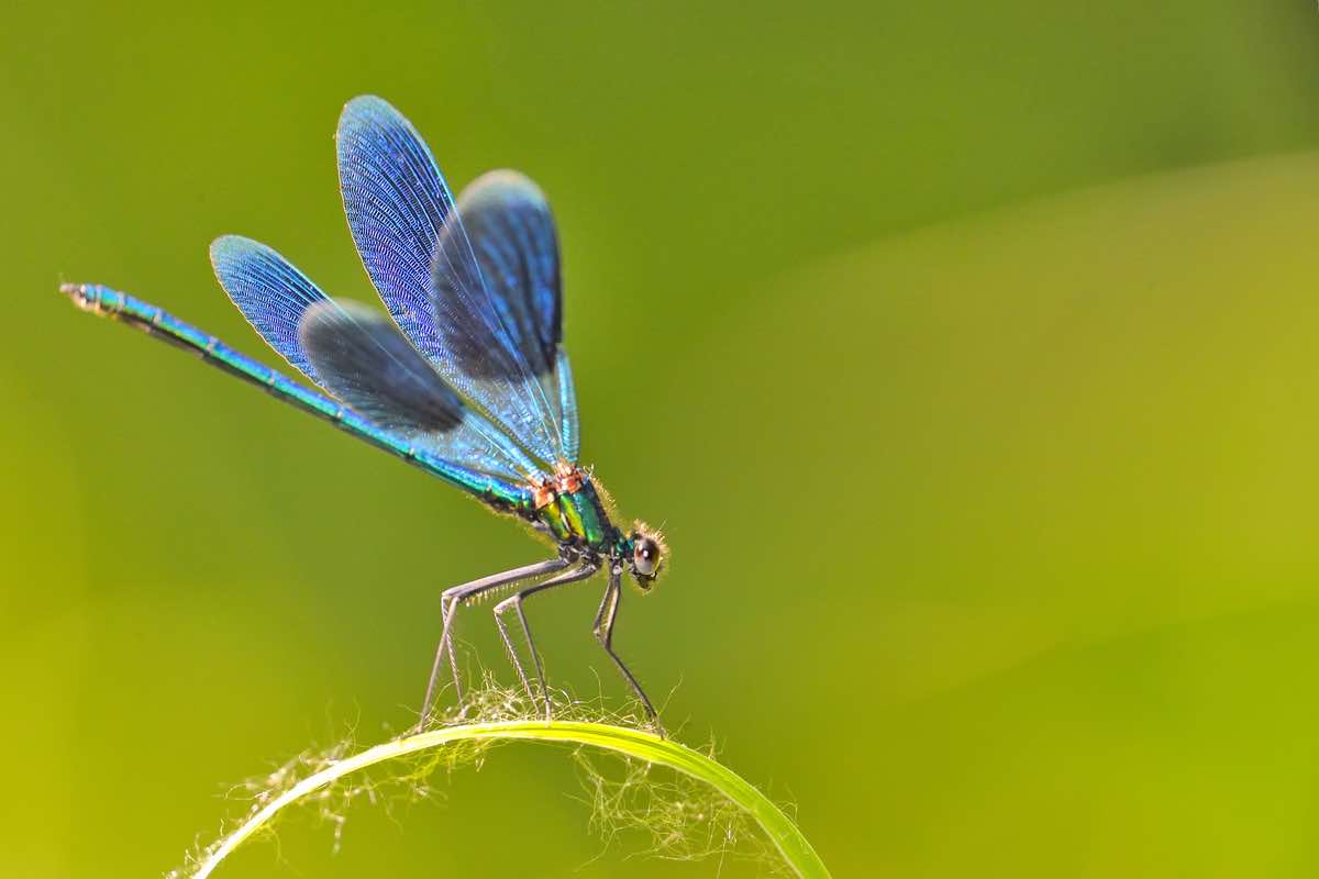 Libellule: l’insetto che allontana le zanzare