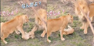 leone attacca cucciolo reazione mamma leonessa video