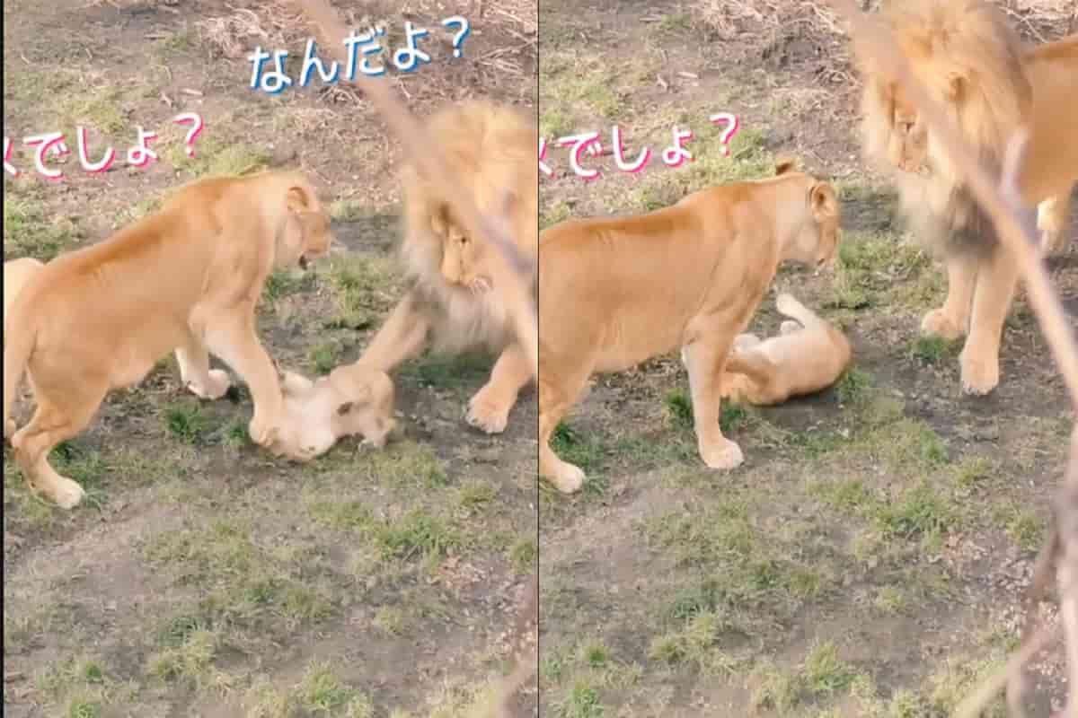 leone attacca cucciolo reazione mamma leonessa video