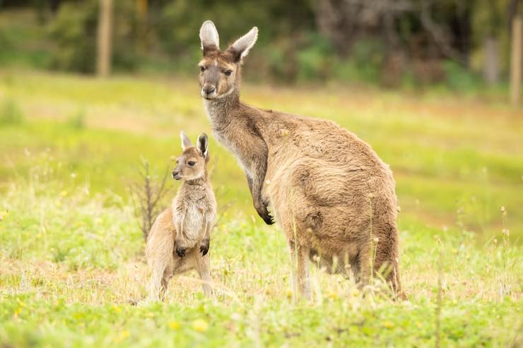 Canguri: l'importanza del marsupio