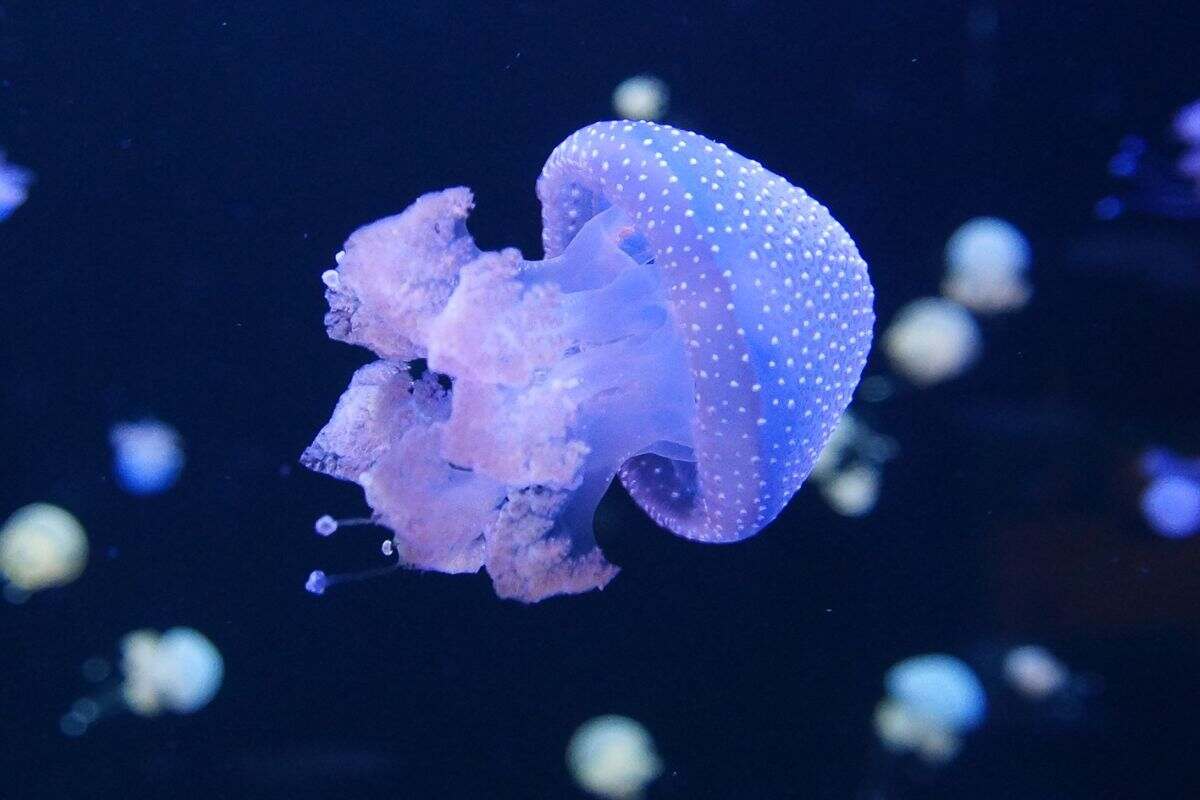 specie marine da evitare: le meduse