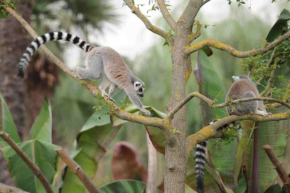 Un'esperienza immersiva nella savana a sole due ore da Milano, ecco il Bioparco Zoom