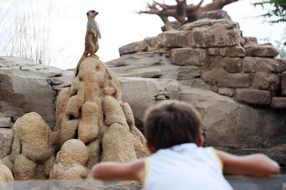 Un'esperienza immersiva nella savana a sole due ore da Milano, ecco il Bioparco Zoom