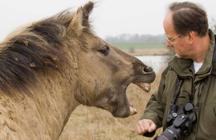 morso del cavallo cure rimedi