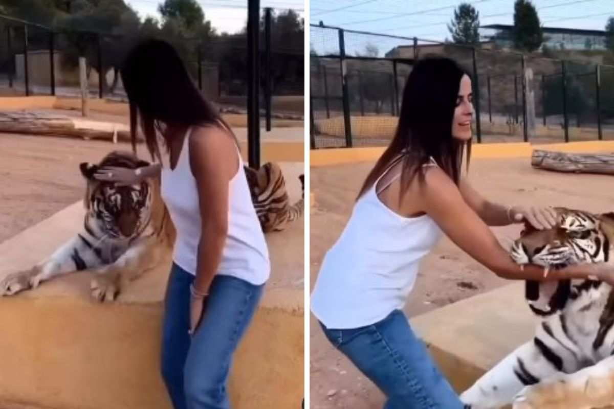 tigre attacca donna video